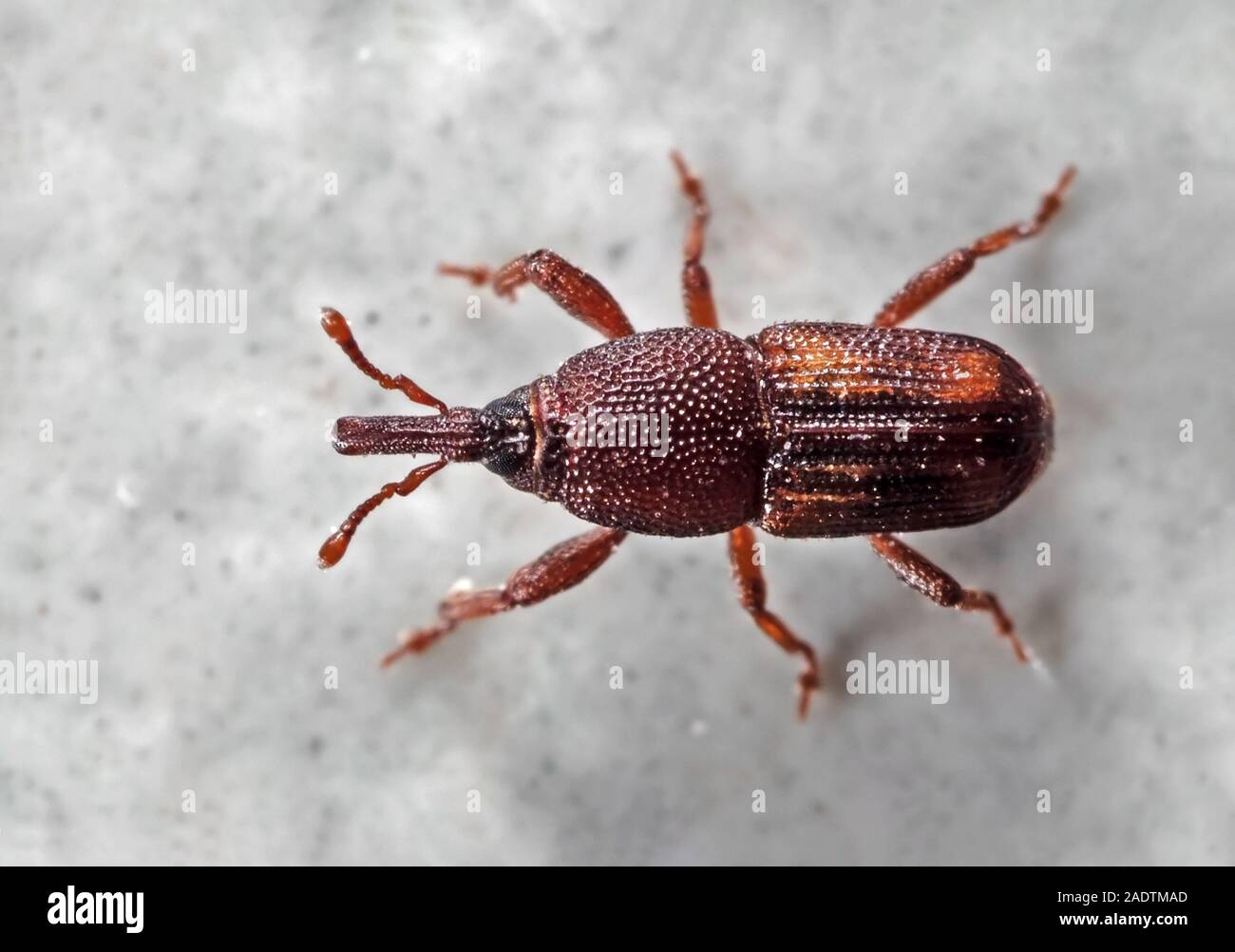 Macro Photography of Rice Weevil or Sitophilus oryzae on The Floor Stock Photo