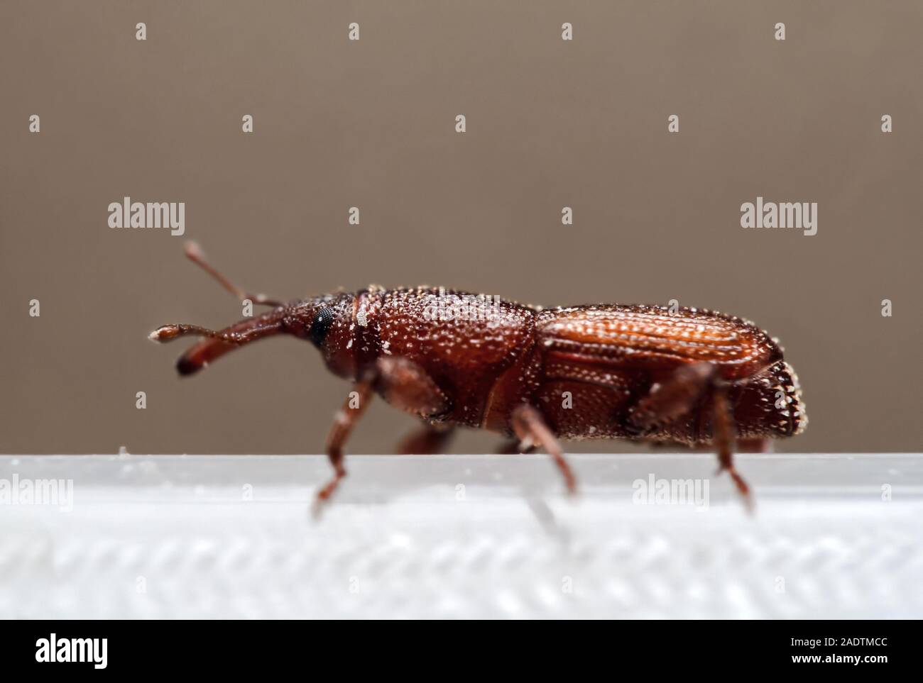 Macro Photography of Rice Weevil or Sitophilus oryzae Isolated on Background Stock Photo