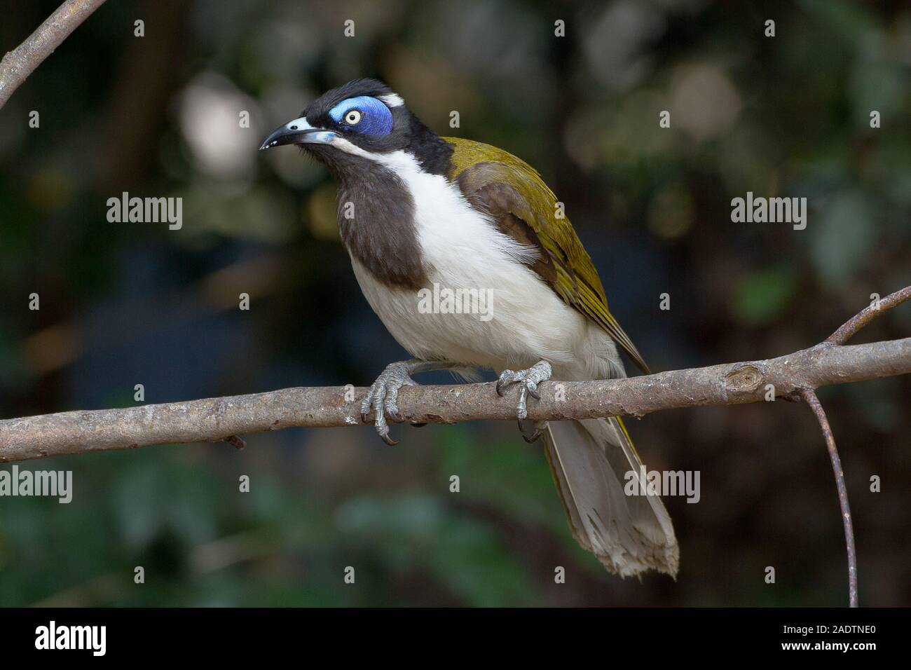 Blue-Faced Honeyeater on a branch. Stock Photo