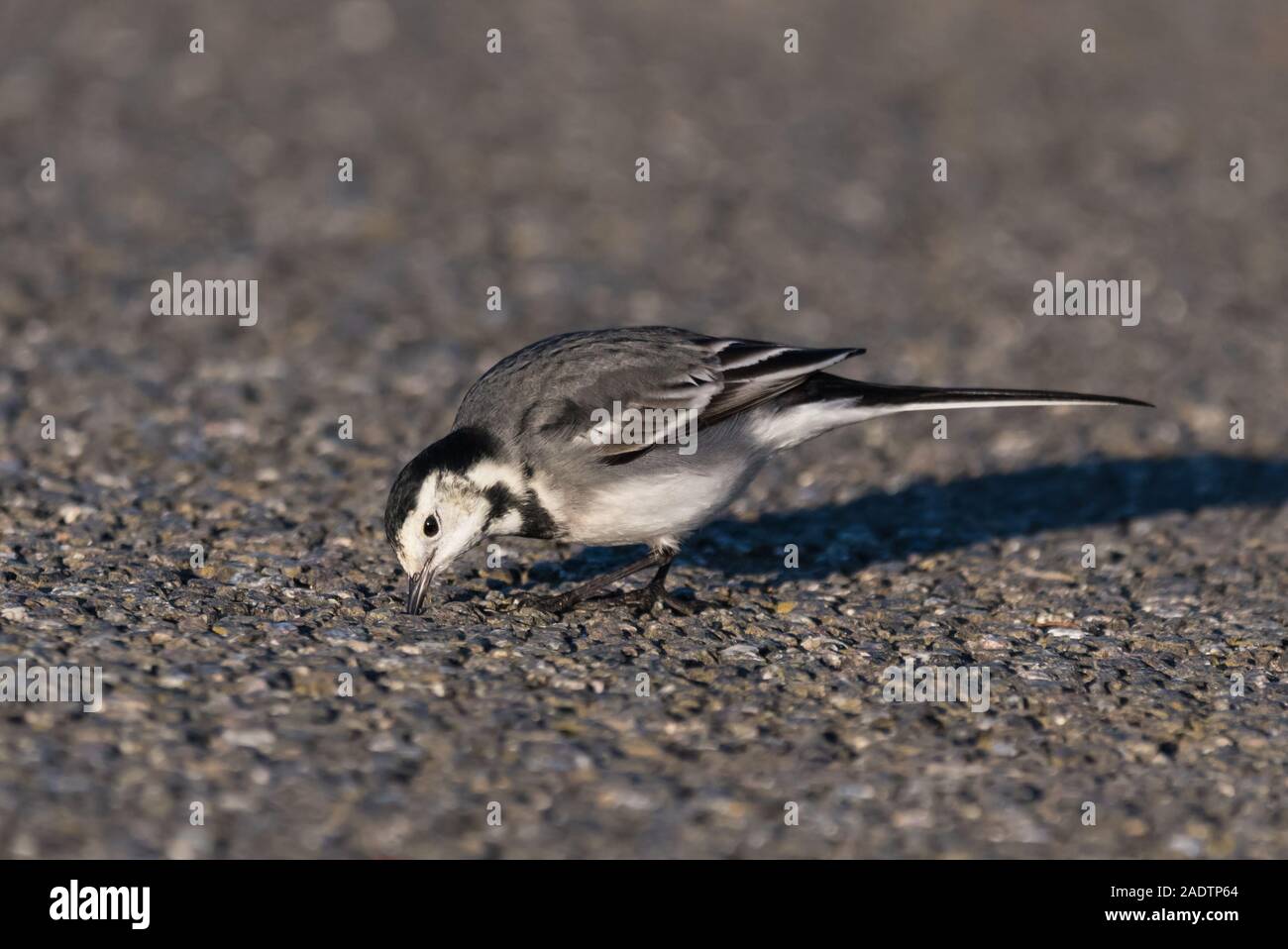 Pied Wagtail bird (Motacilla alba yarrellii) foraging for food on the ground in Winter in West Sussex, England, UK. Stock Photo