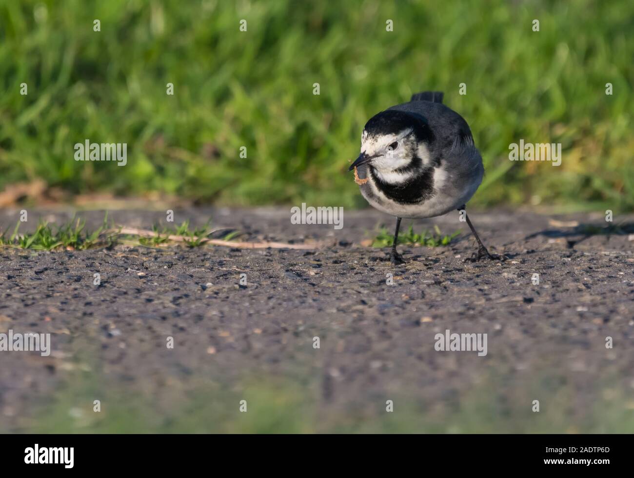 Pied Wagtail Bird Motacilla Alba Yarrellii On The Ground In Winter In pied-wagtail-bird-motacilla-alba-yarrellii-on-the-ground-in-winter-in
