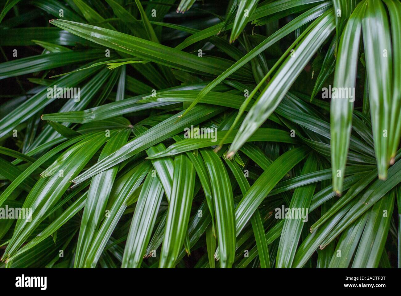 Green leaves pattern background, Natural background and wallpaper Stock ...