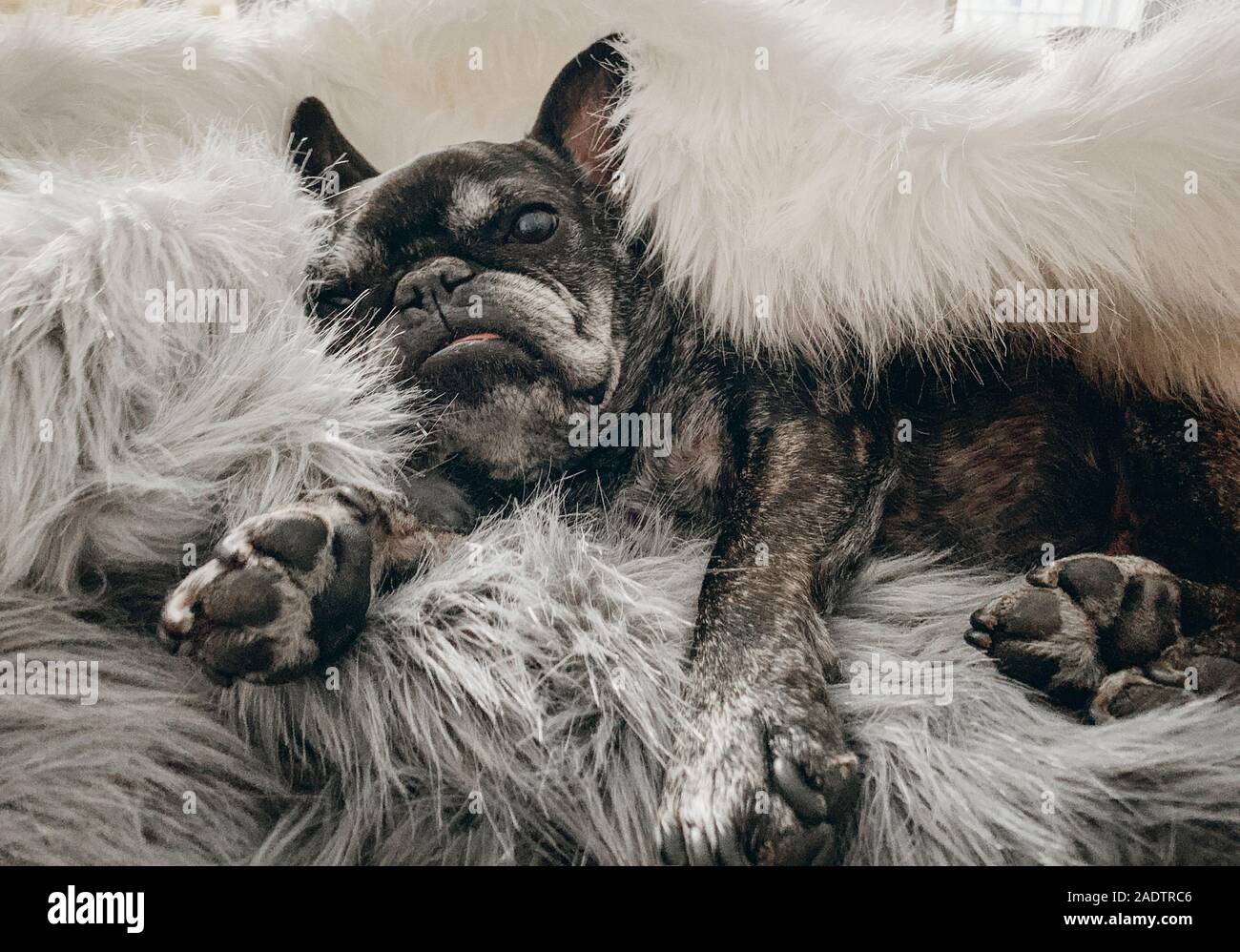 Sleepy French Bulldog napping in furry blanket Stock Photo