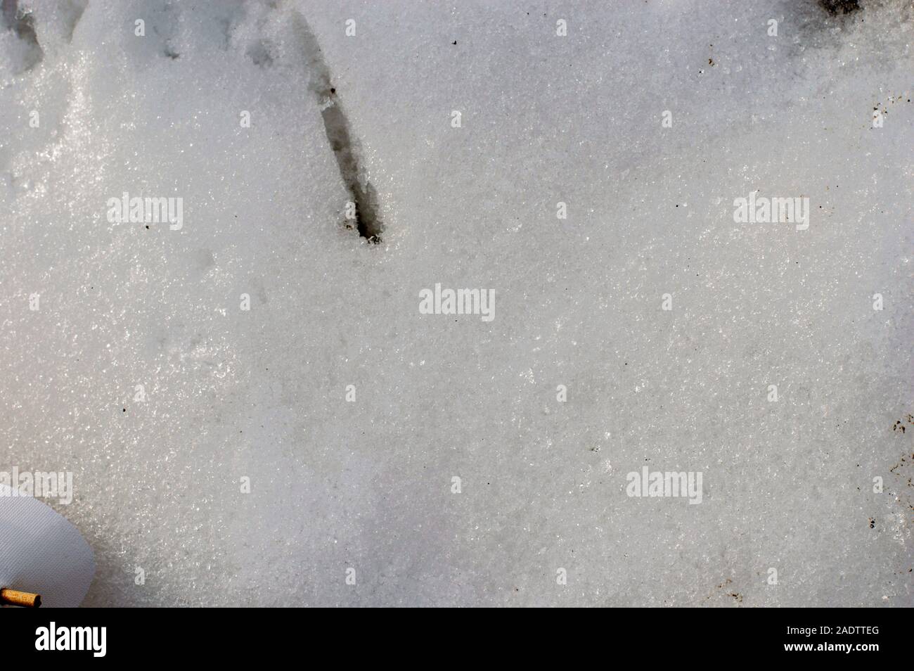 Spring snow under the sun lurking, close-up. With infusion. Russia. Stock Photo