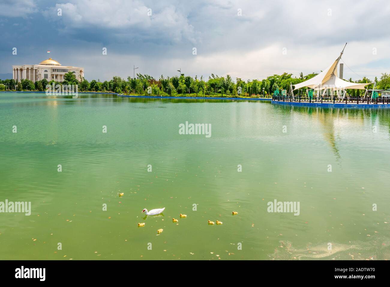 Dushanbe Flag Pole Park Lake View of Swimming Swan with Ducklings and Palace of Nations on a Cloudy Rainy Day Stock Photo