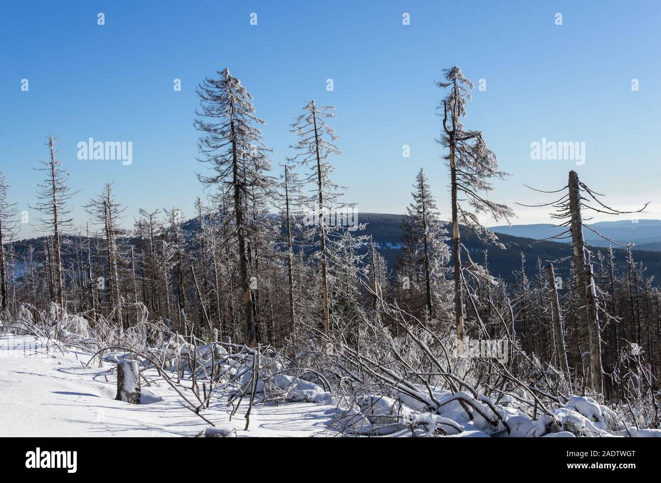 Winterwald im Harz Waldsterben Stock Photo