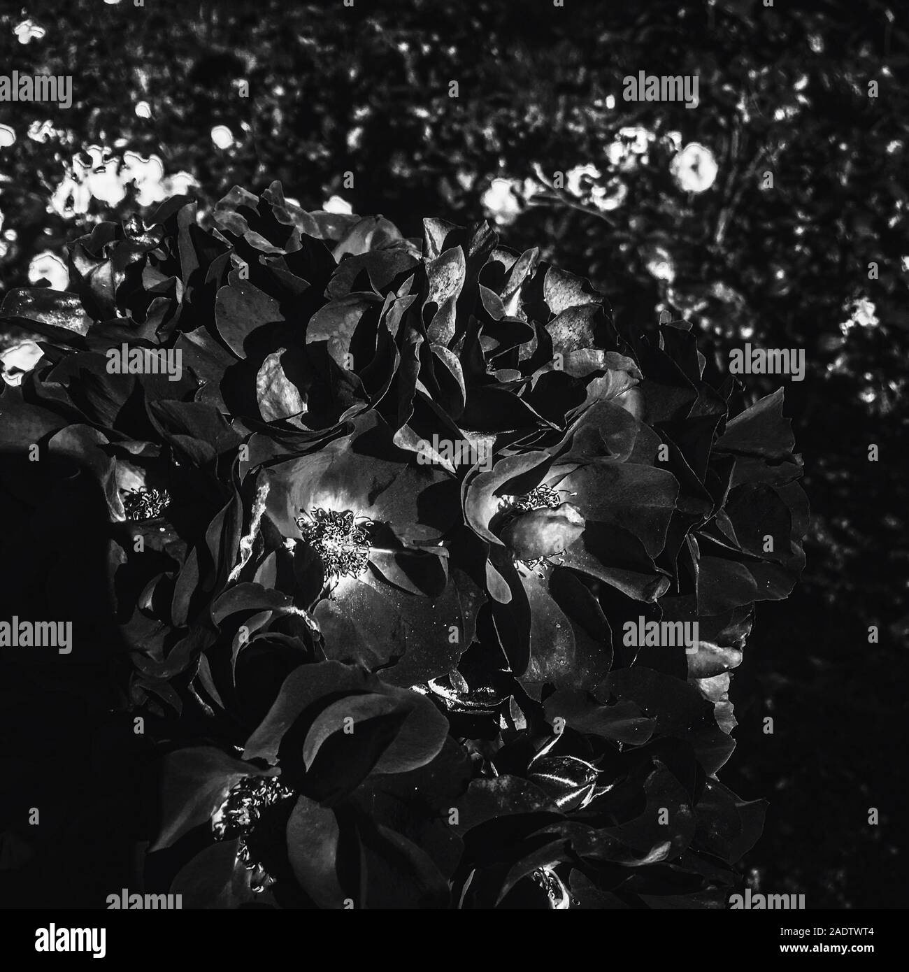 Flowers in bloom, beautiful nature and romantic design concept Black