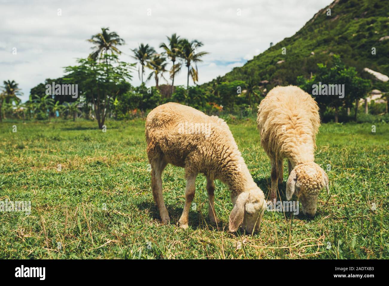 Sheep, sheep farm in the mountain, Beautiful countryside farm village of sheep grazing on a green field. Stock Photo