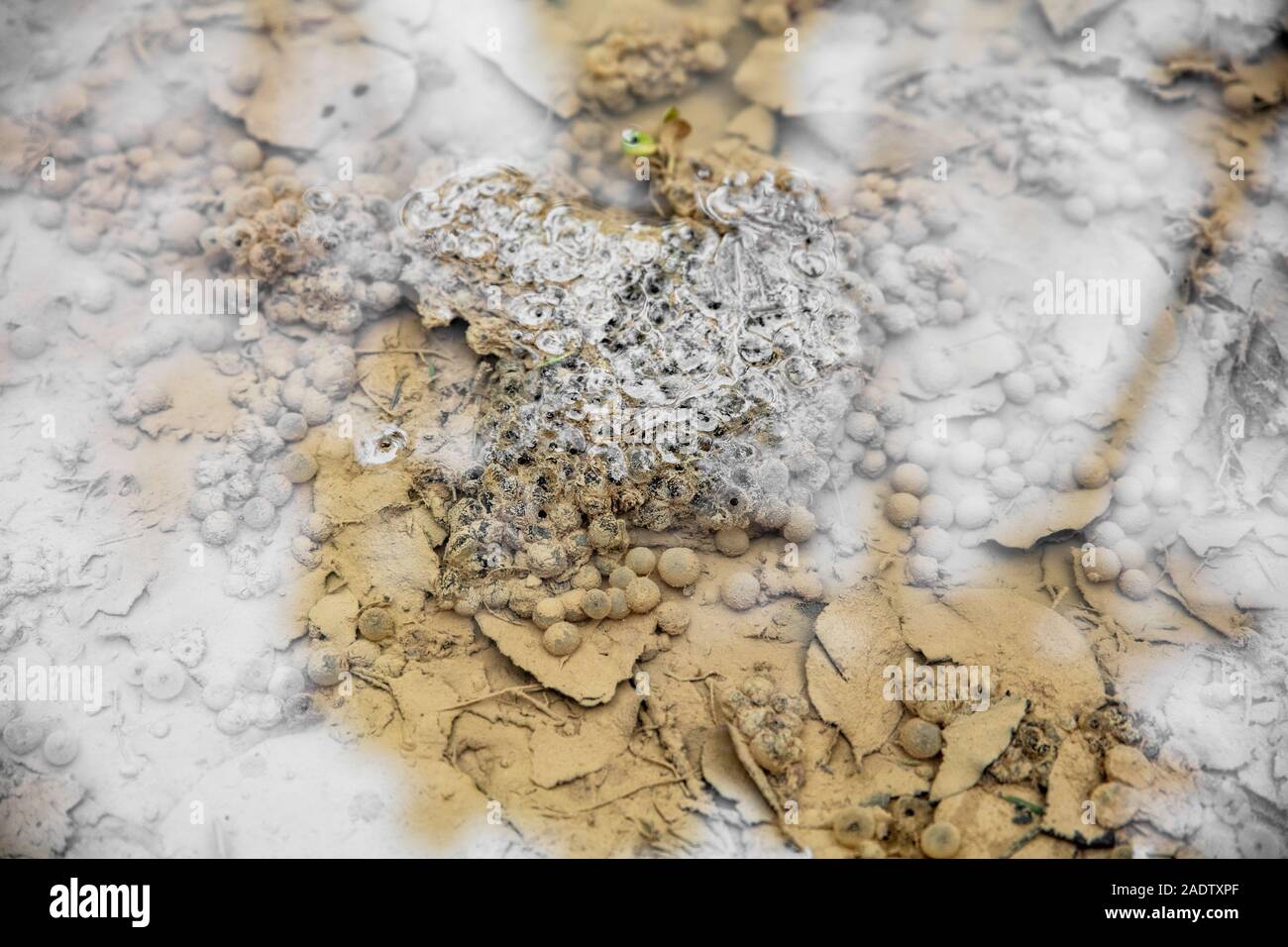 Frog spawn into a wild pond, amphibians eggs on water Stock Photo