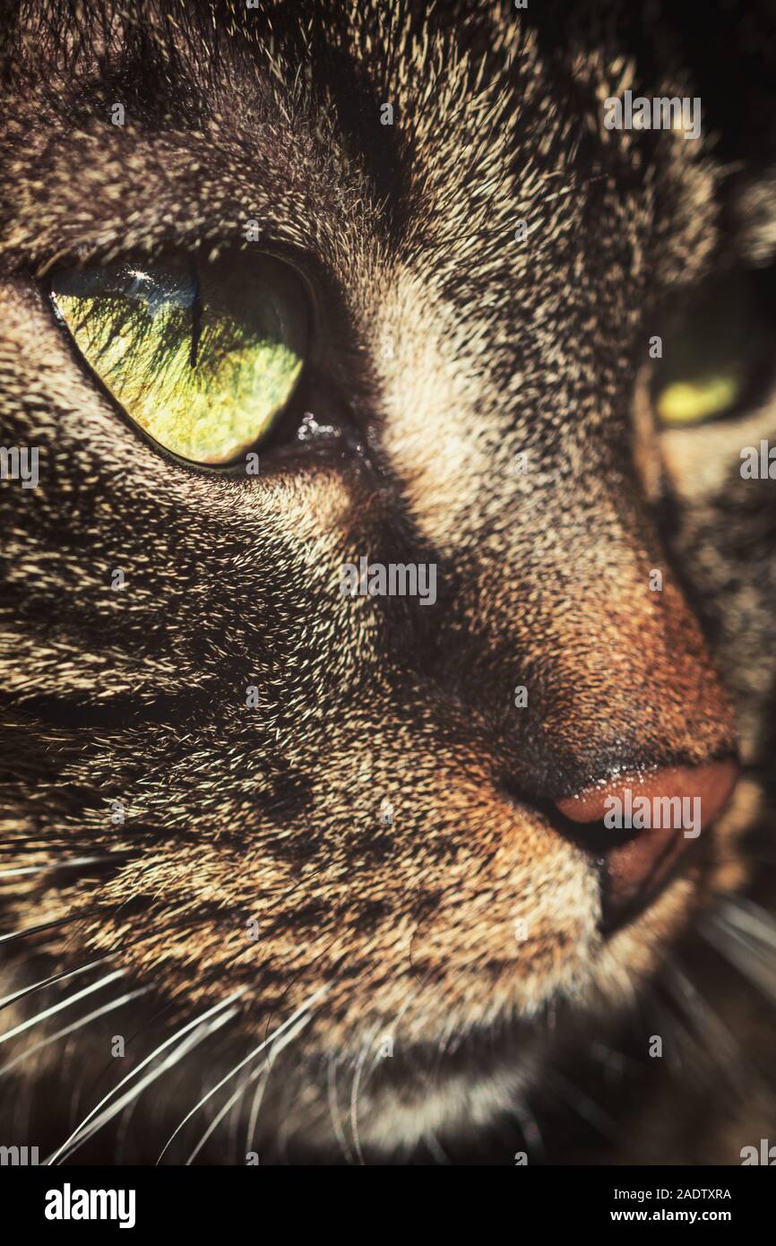 Macro Portrait of a cute domestic cat, european Shorthair with tabby face Stock Photo