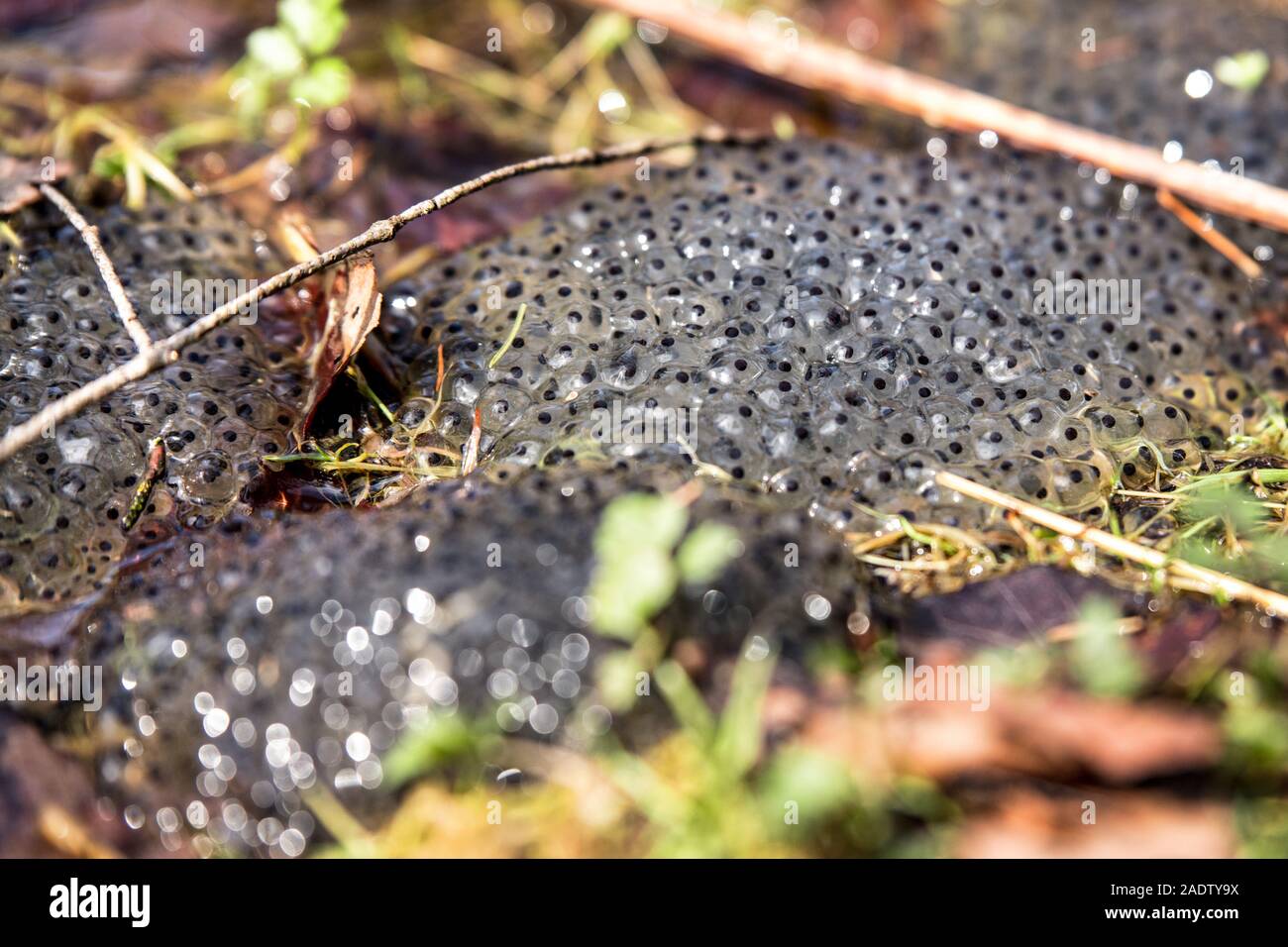 many frog spawn into a muddy soil, danger to drying up or dehydration Stock Photo
