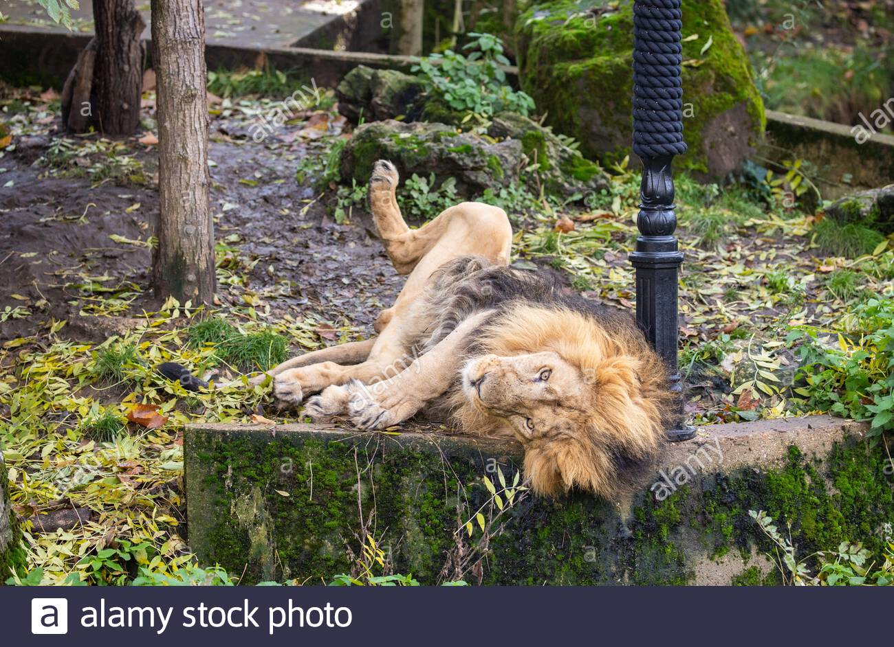 Zsl London Zoo S Asiatic Lion Pride Came Face To Face With The