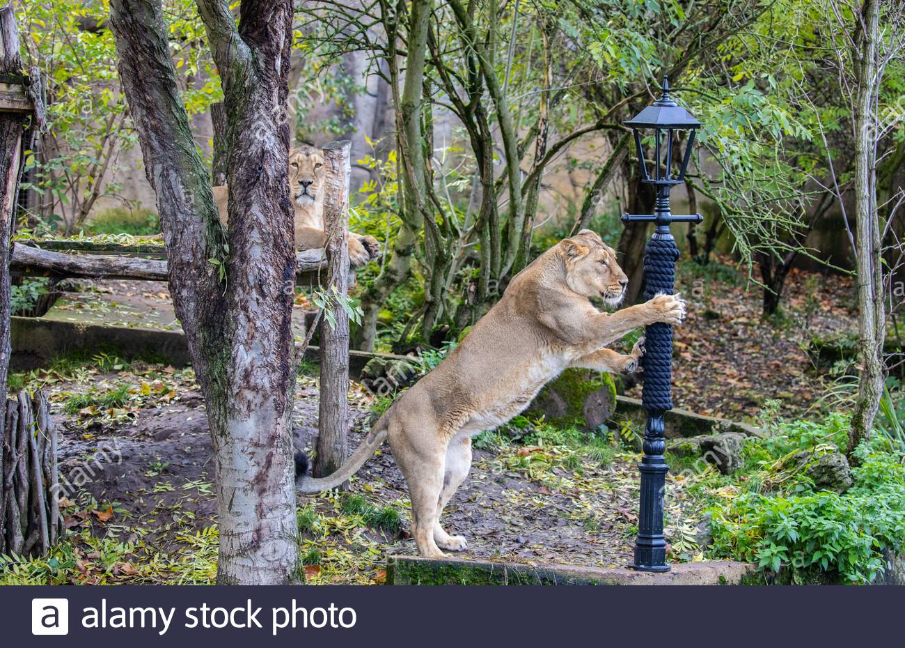Zsl London Zoo S Asiatic Lion Pride Came Face To Face With The
