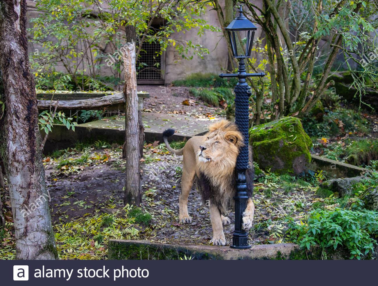 The Lion The Witch And The Wardrobe Stock Photos The Lion The