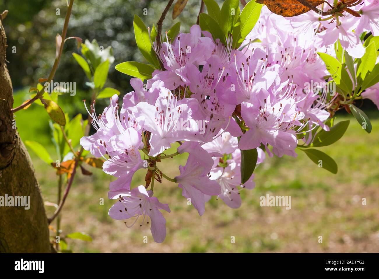 Rhododendron yunnanense flowering in May in English woodland garden Stock Photo