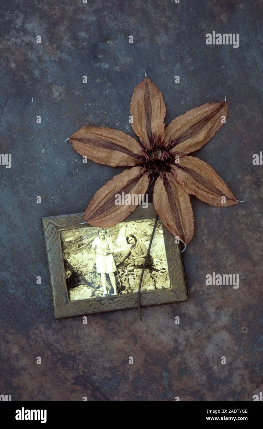 Dried brown flower of Clematis Hagley hybrid lying on tarnished metal with framed photo of 1940s baby in garden Stock Photo