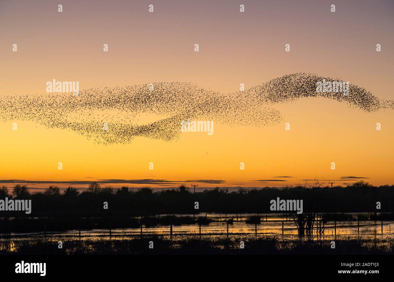 A large starling murmuration at Whixall Moss, near Whitchurch, Shropshire, UK, seen against a glorious sunset - December 2019 Stock Photo