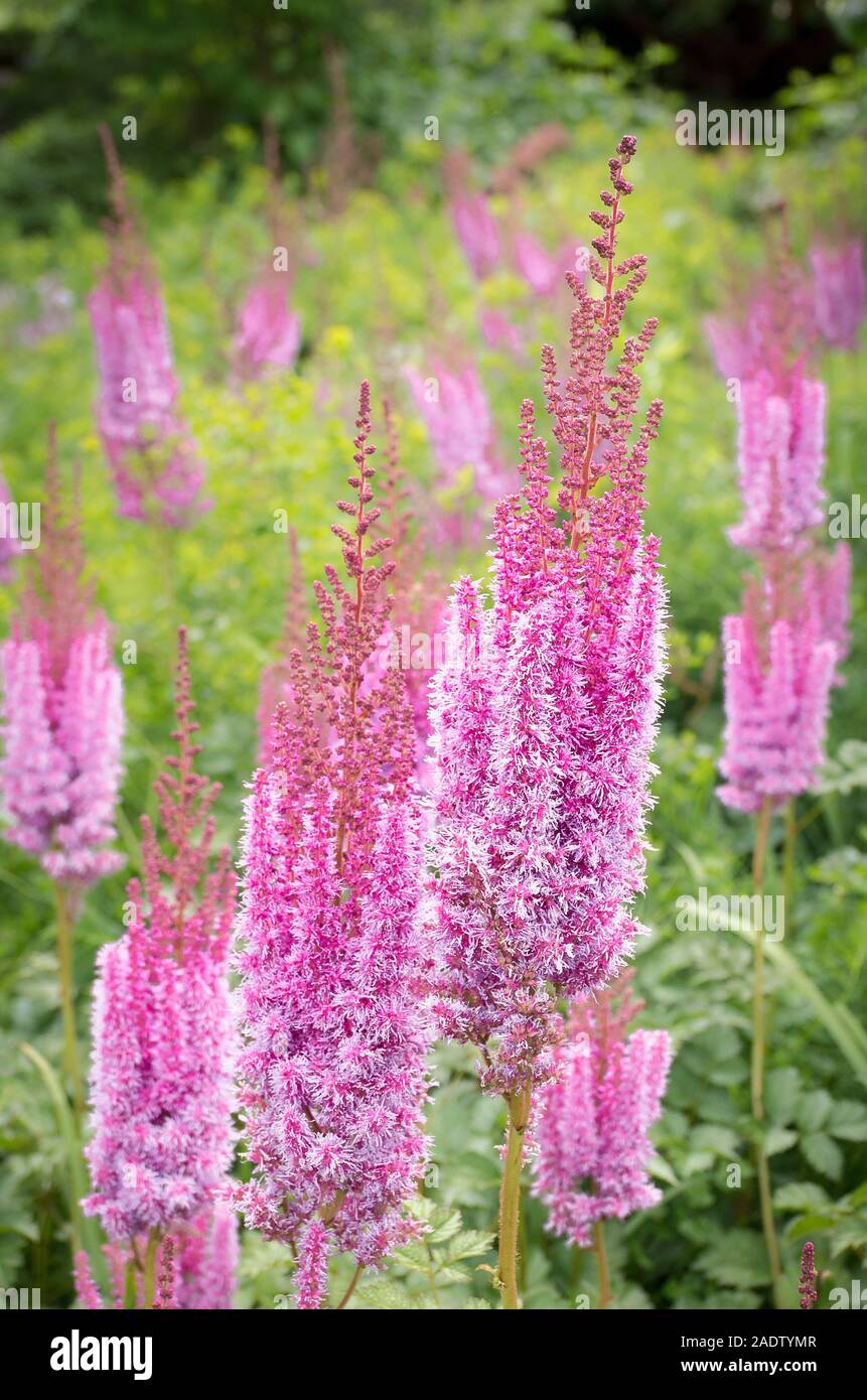Pretty pink-flowered Astilbe sinensis flowering in an English garden in July Stock Photo