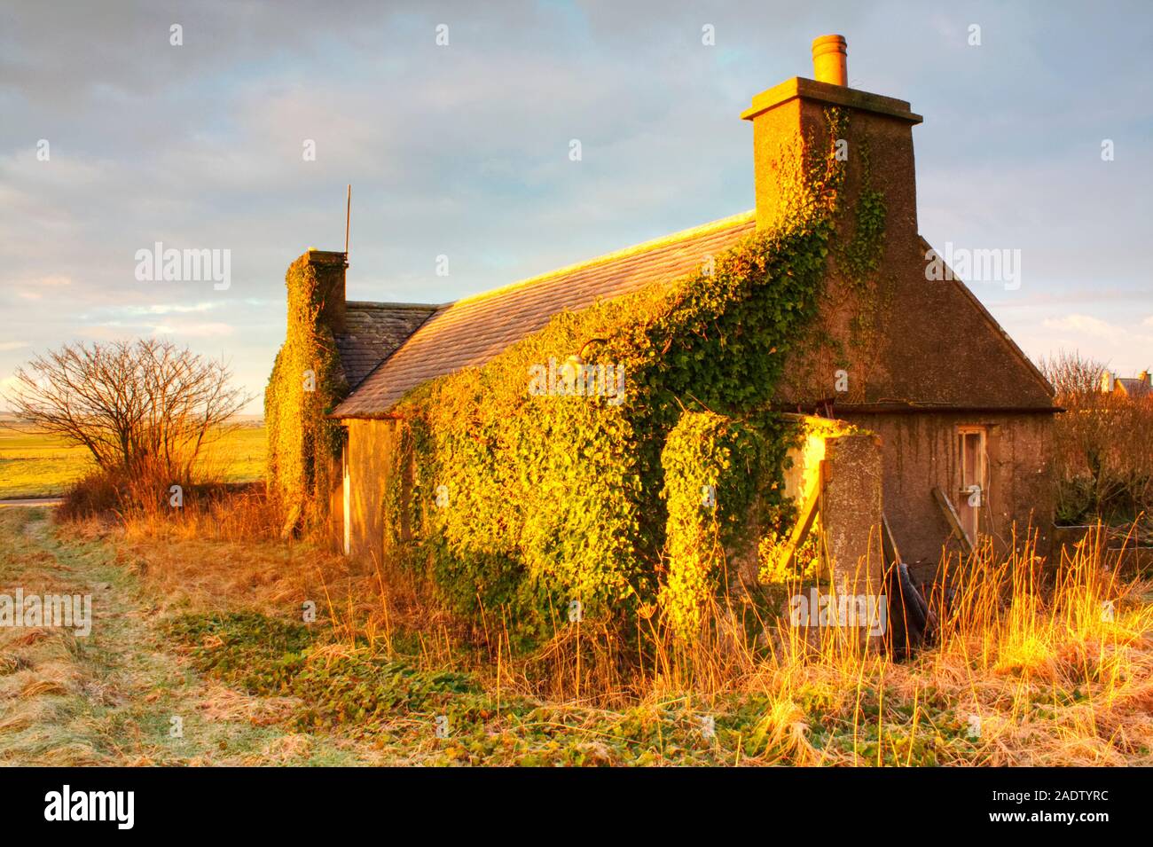 Abandoned cottage covered in ivy, Orkney Isles Stock Photo