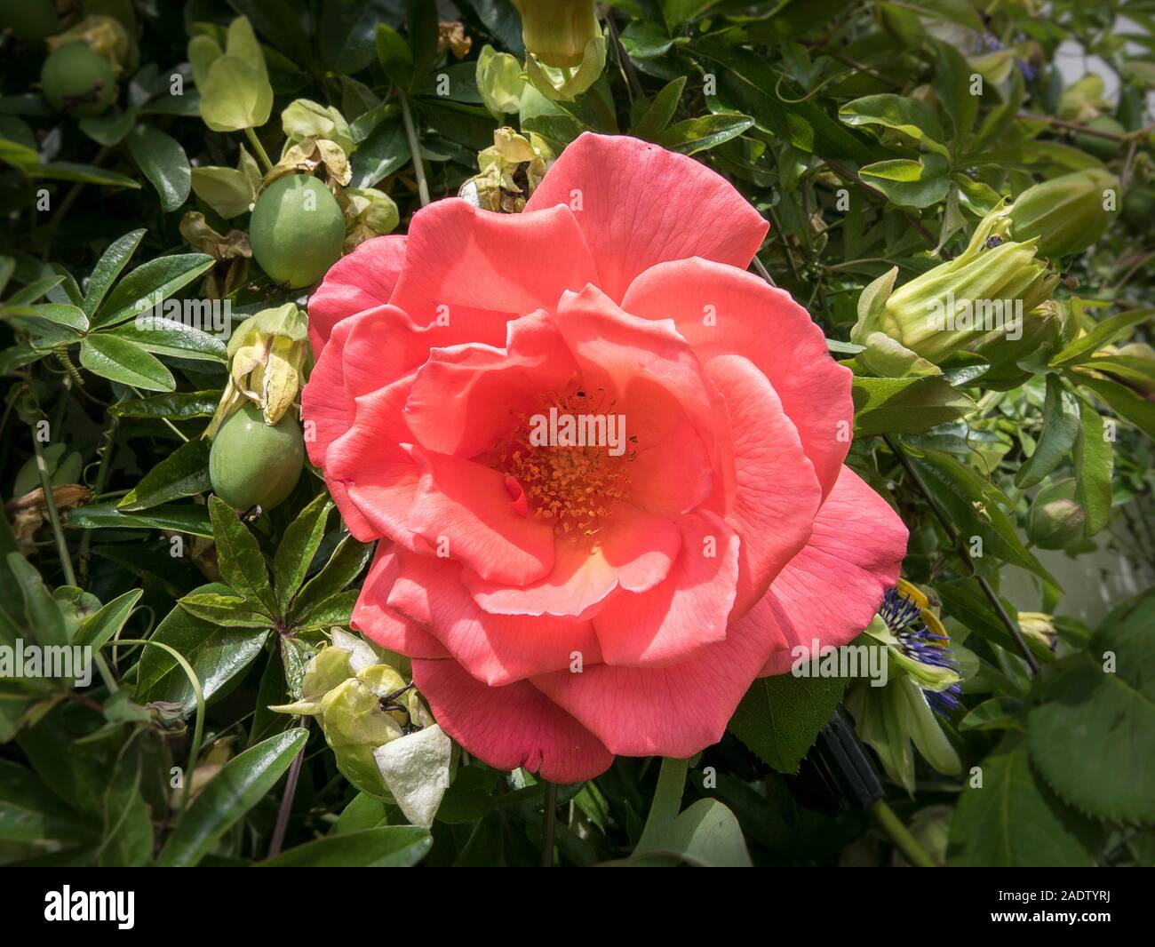 Pink climbing rose hi-res stock photography and images - Alamy
