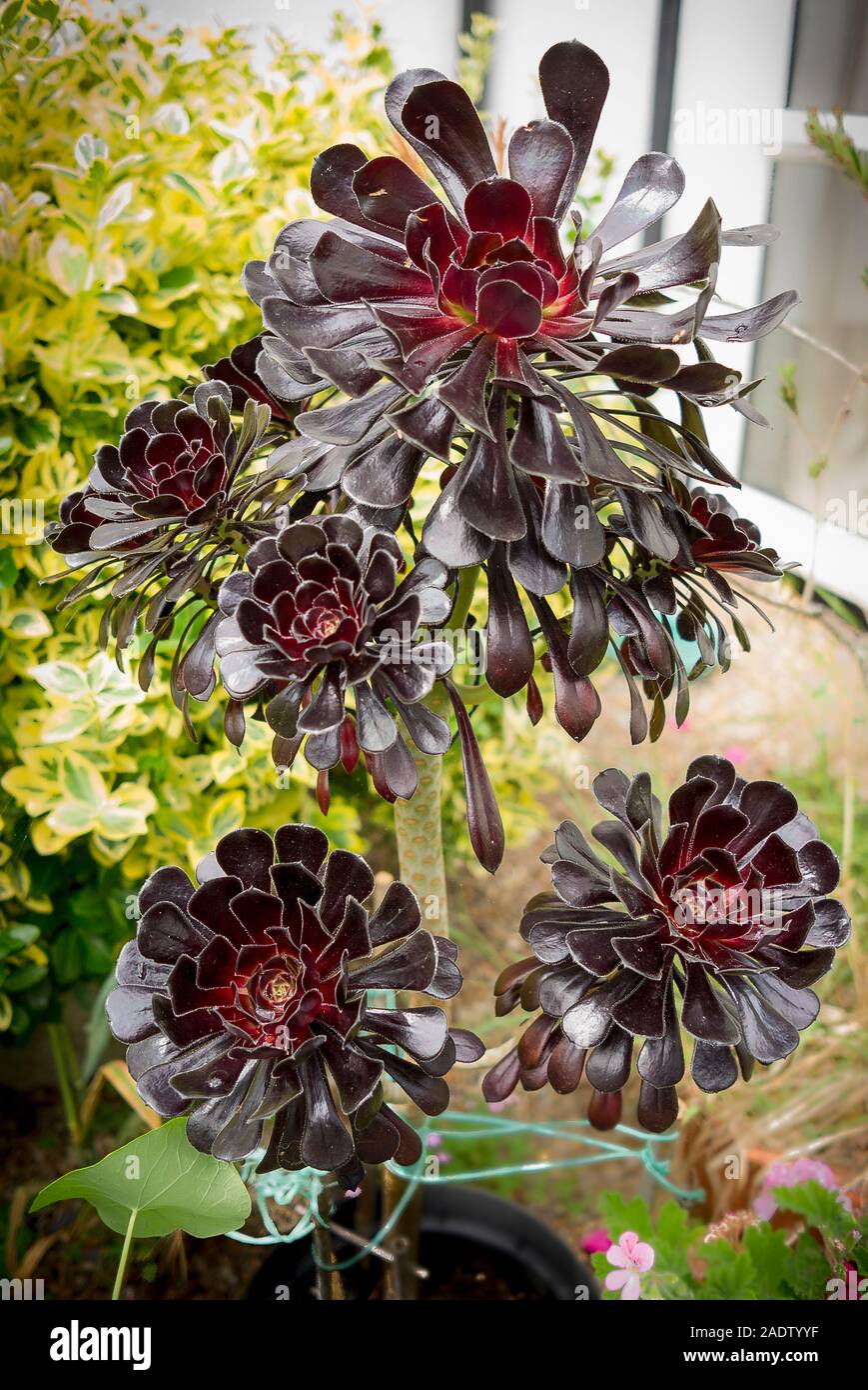 Bronze-leafed Aeonium Zwartkop spends it summer outdoors being a frost tender sub-tropical plant in an English garden Stock Photo