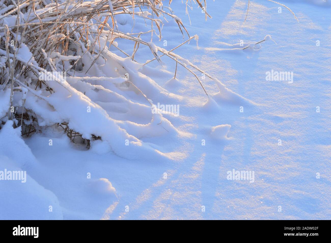 snow clean white shiny in cold winter morning in sunlight covering thick tall grass Stock Photo