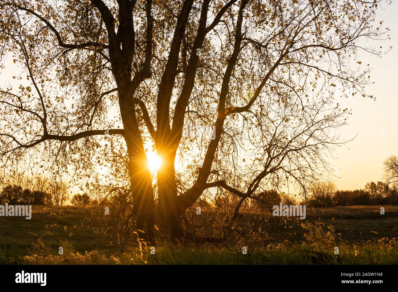 Sunset, Poplar tree (Populus deltoides), fall, Minnesota, USA, by