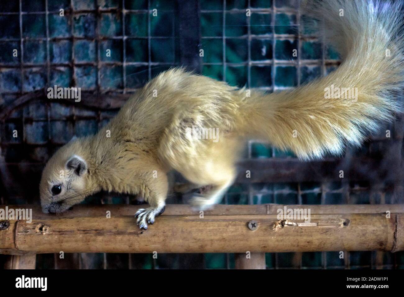 Eurasian squirrel; Sciurus vulgaris, blonde, rare animal Stock Photo