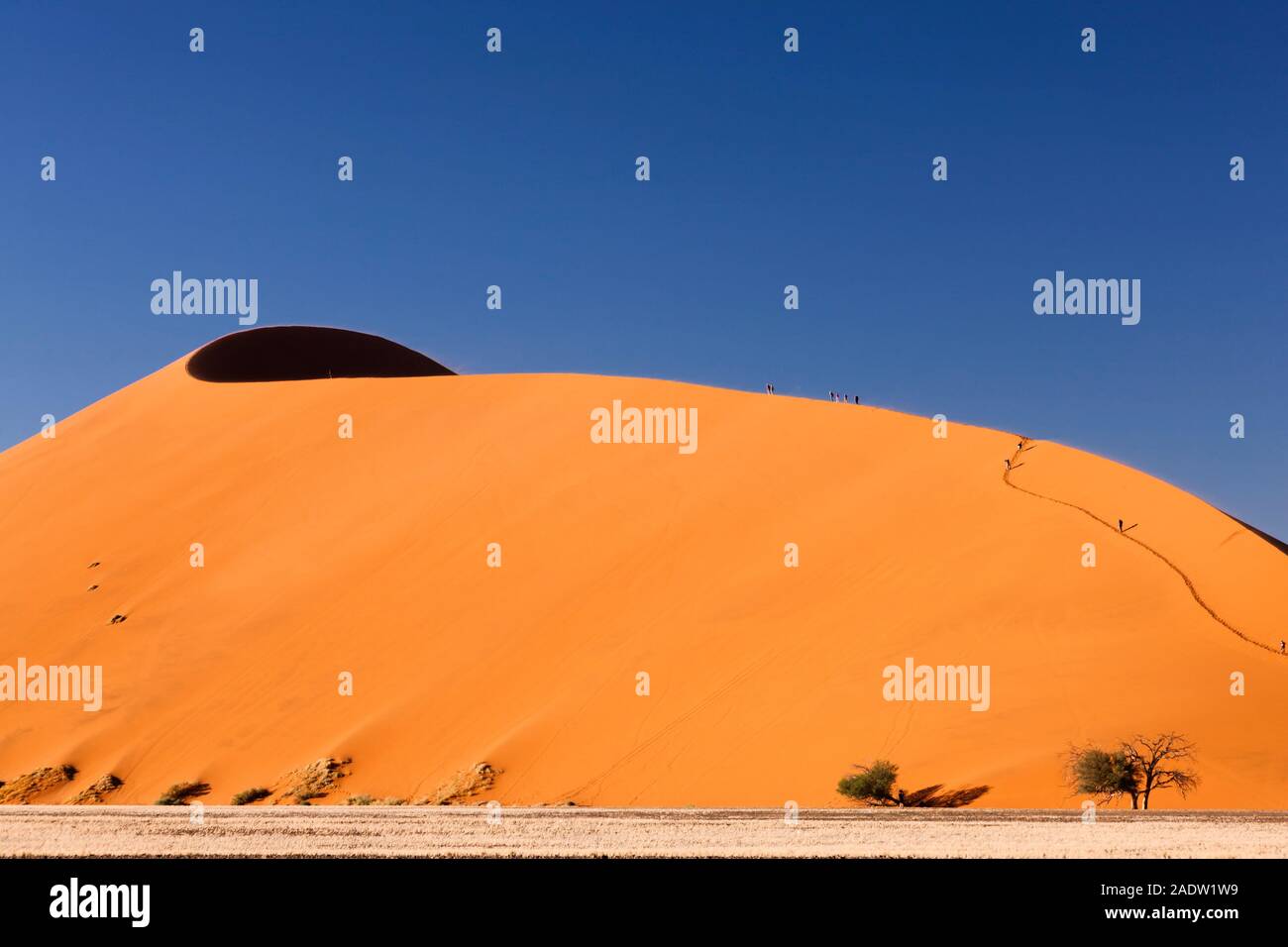Climb Dune 45, near Sesriem, Namib Desert, Namibia, Southern Africa, Africa Stock Photo