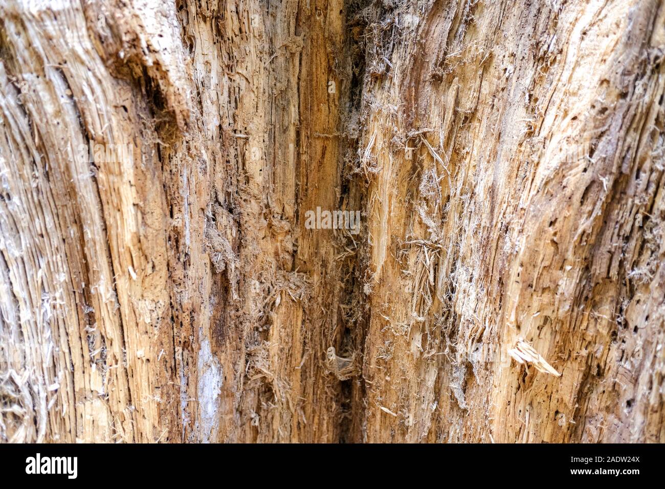 Detail of the inside of a tree trunk eaten by termites and worms Stock