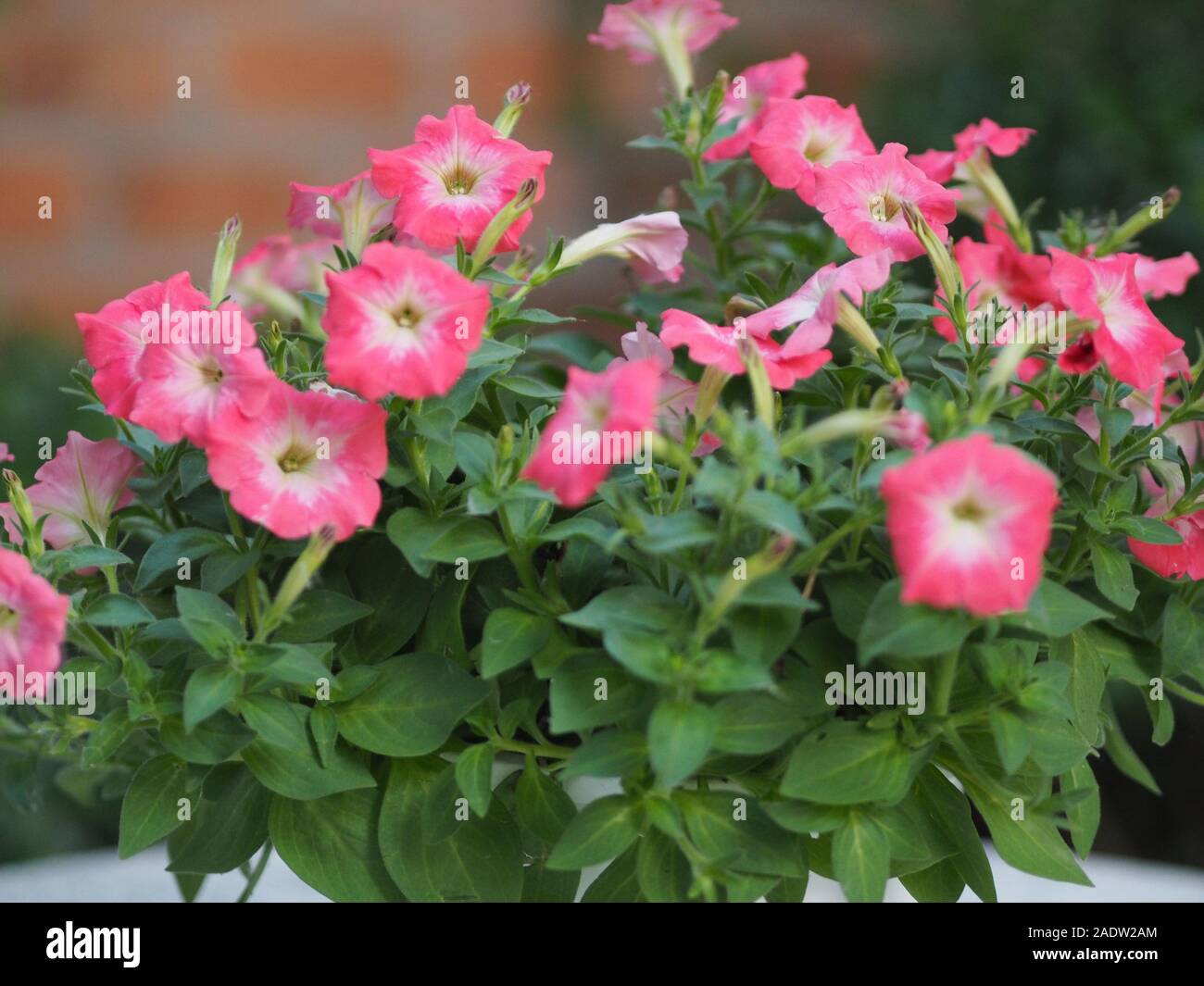 pink passion wave Petunia Hybrida, Solanaceae, name flower bouquet beautiful on blurred of nature background Flowers are single flowers shape is a con Stock Photo