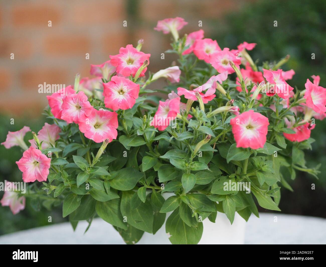 Purple wave petunias hi-res stock photography and images - Alamy