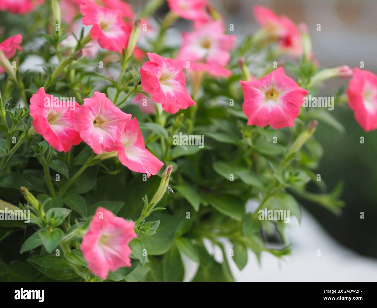 Purple wave petunias hi-res stock photography and images - Alamy