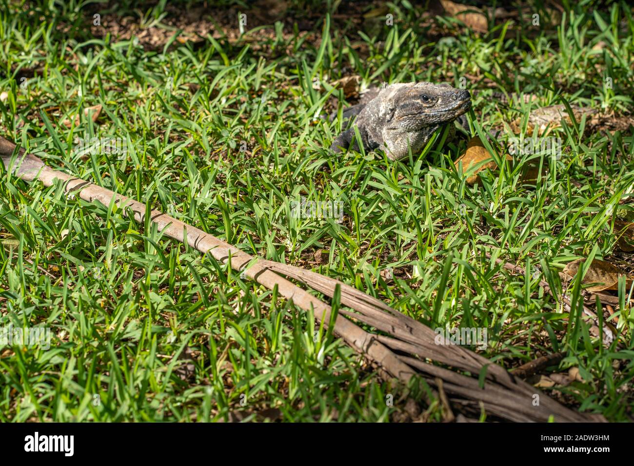 Black Iguana lying in Grass in Mexico Stock Photo