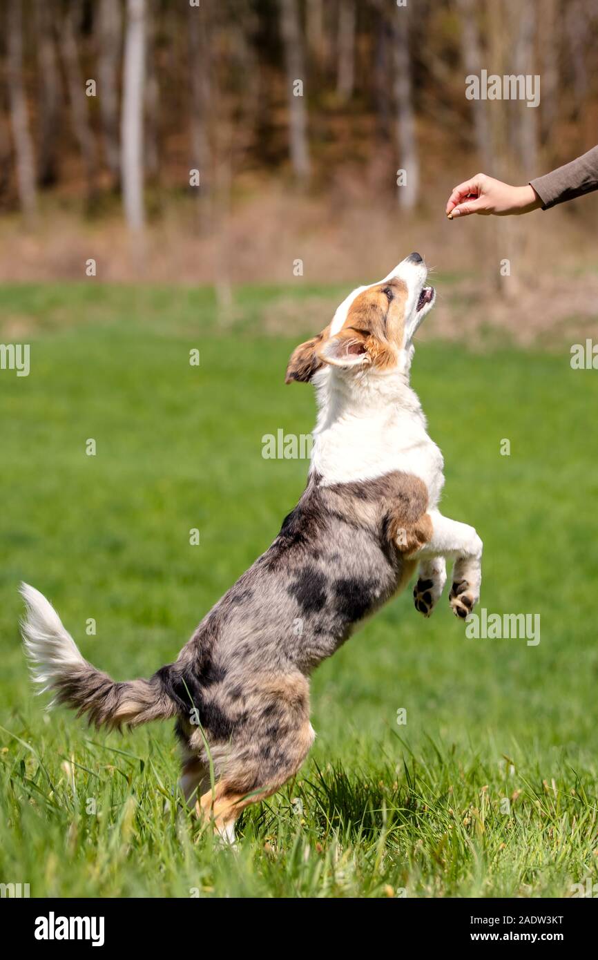 Cute puppy dog sit up and beg, Whelp training with goodies in the park Stock Photo