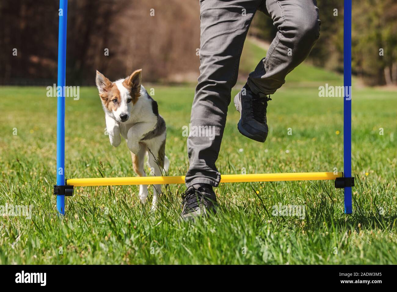Agility Dog sport training with a puppy dog, man and whelp jumping over hurdles Stock Photo