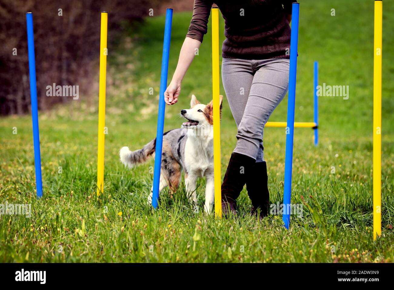 Woman and puppy dog trail the agility course with weave poles and hurdles Stock Photo