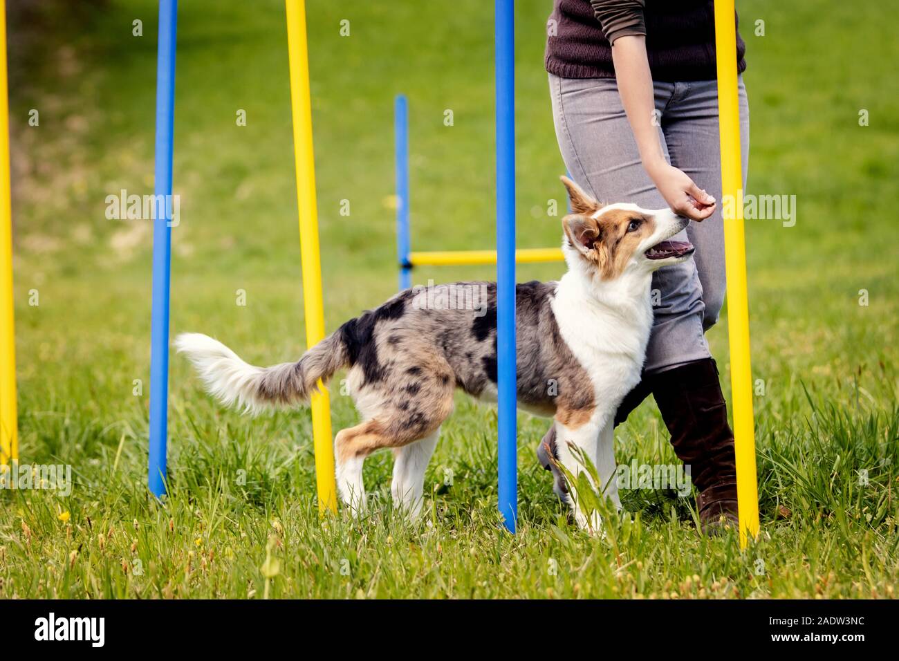 Cute puppy dog learning with weave poles, agility train for more ...
