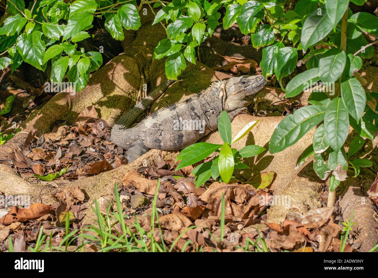 Black Iguana lying in Grass in Mexico Stock Photo