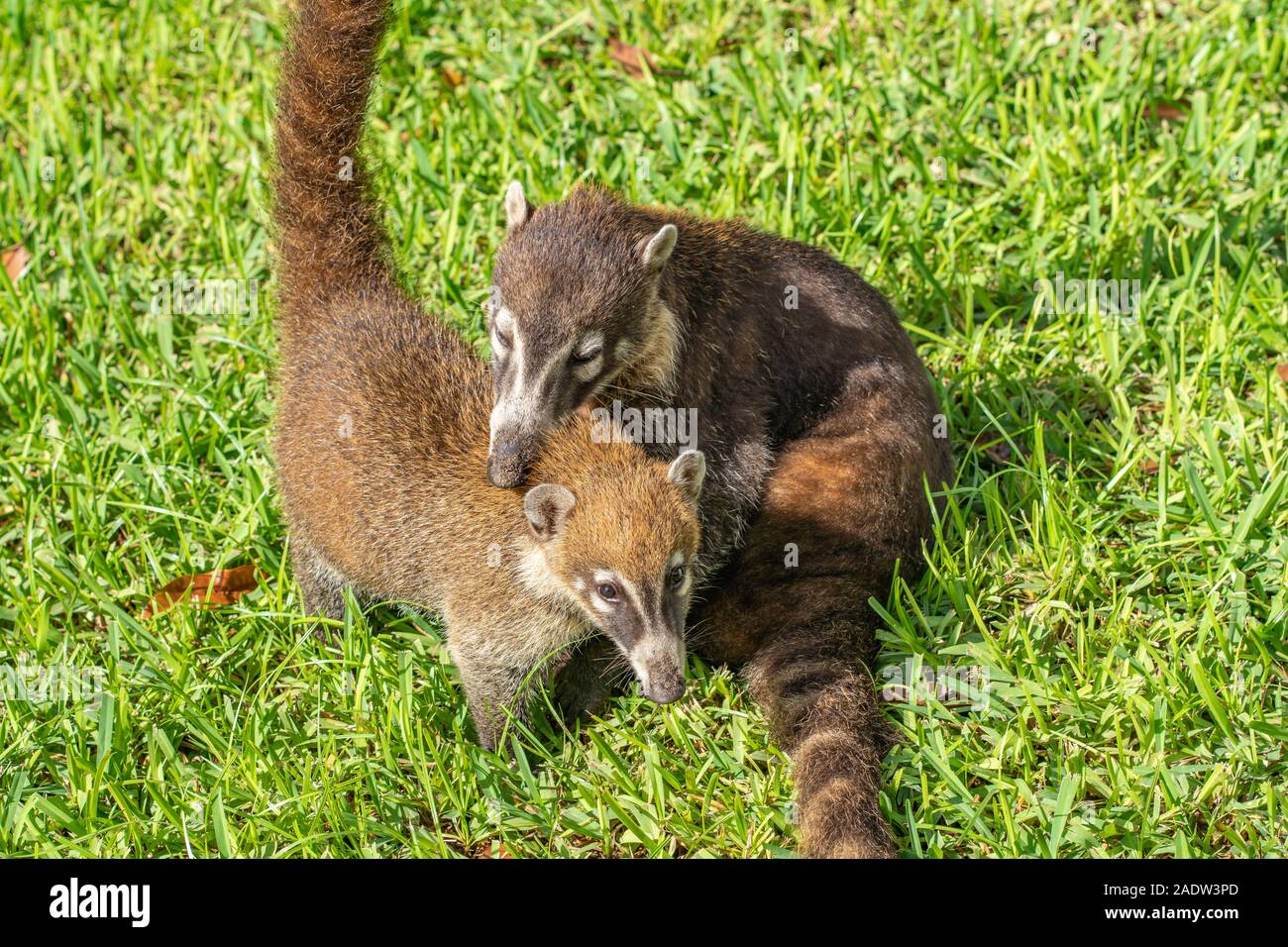 Coatis playing in grass in Mexico Stock Photo