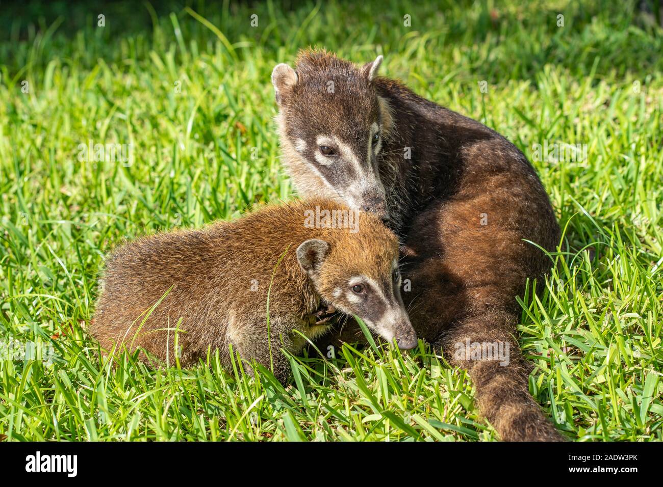 Coatis playing in grass in Mexico Stock Photo