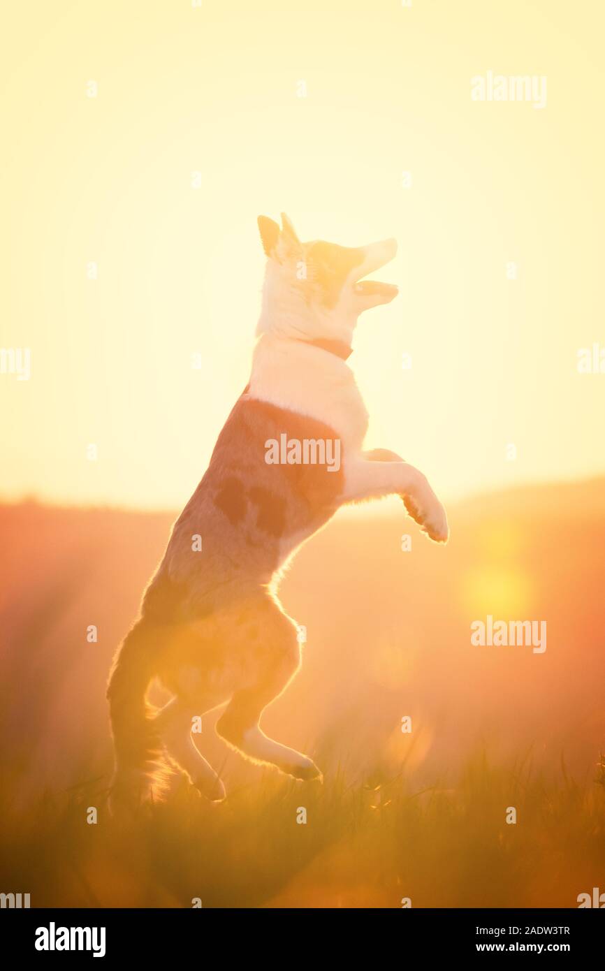 Young backlight hi-res stock photography and images - Alamy