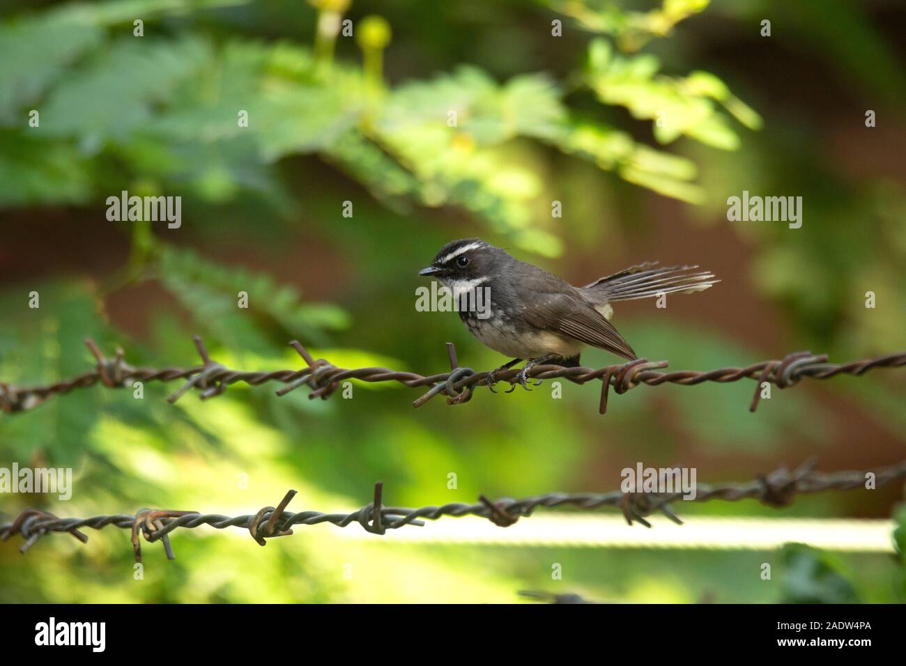 Spot breasted fantail, Rhipidura albogularis, India Stock Photo