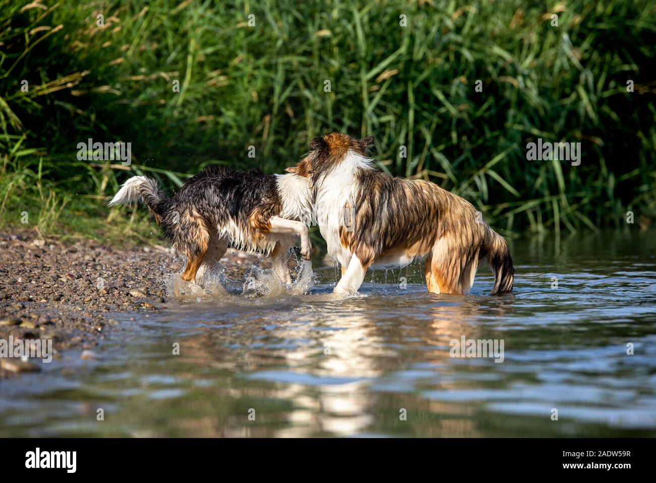Two spotted Dogs playing into the water, socialisation and obedience while a summer walk Stock Photo