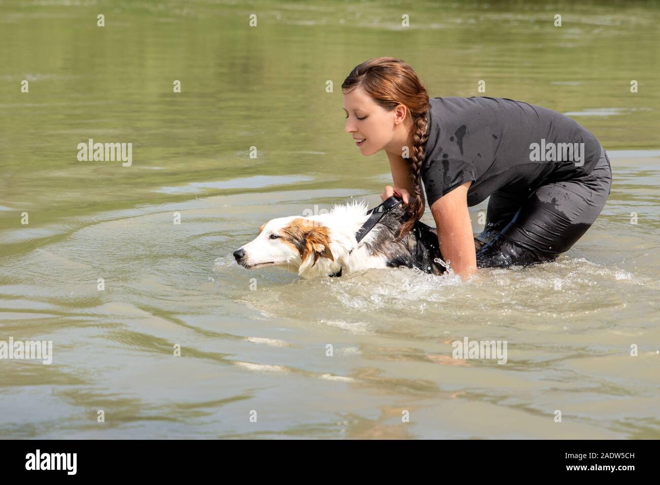 Obedience and Trainee of a young Dog into the Water, learning for water rescue, copyspace Stock Photo