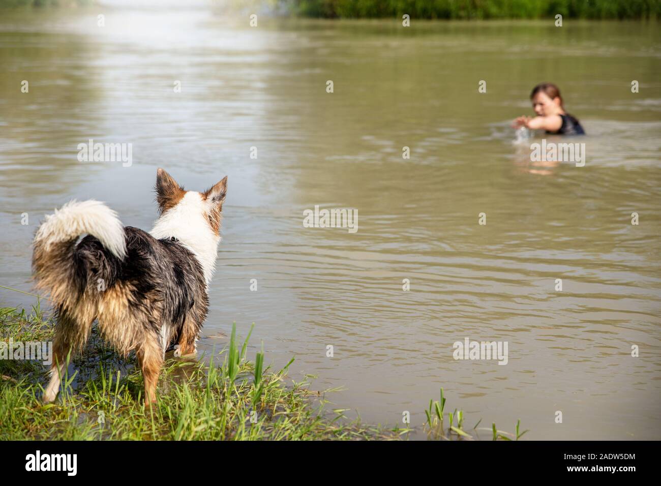 Water rescue dog trainee and learning, woman into a river need help