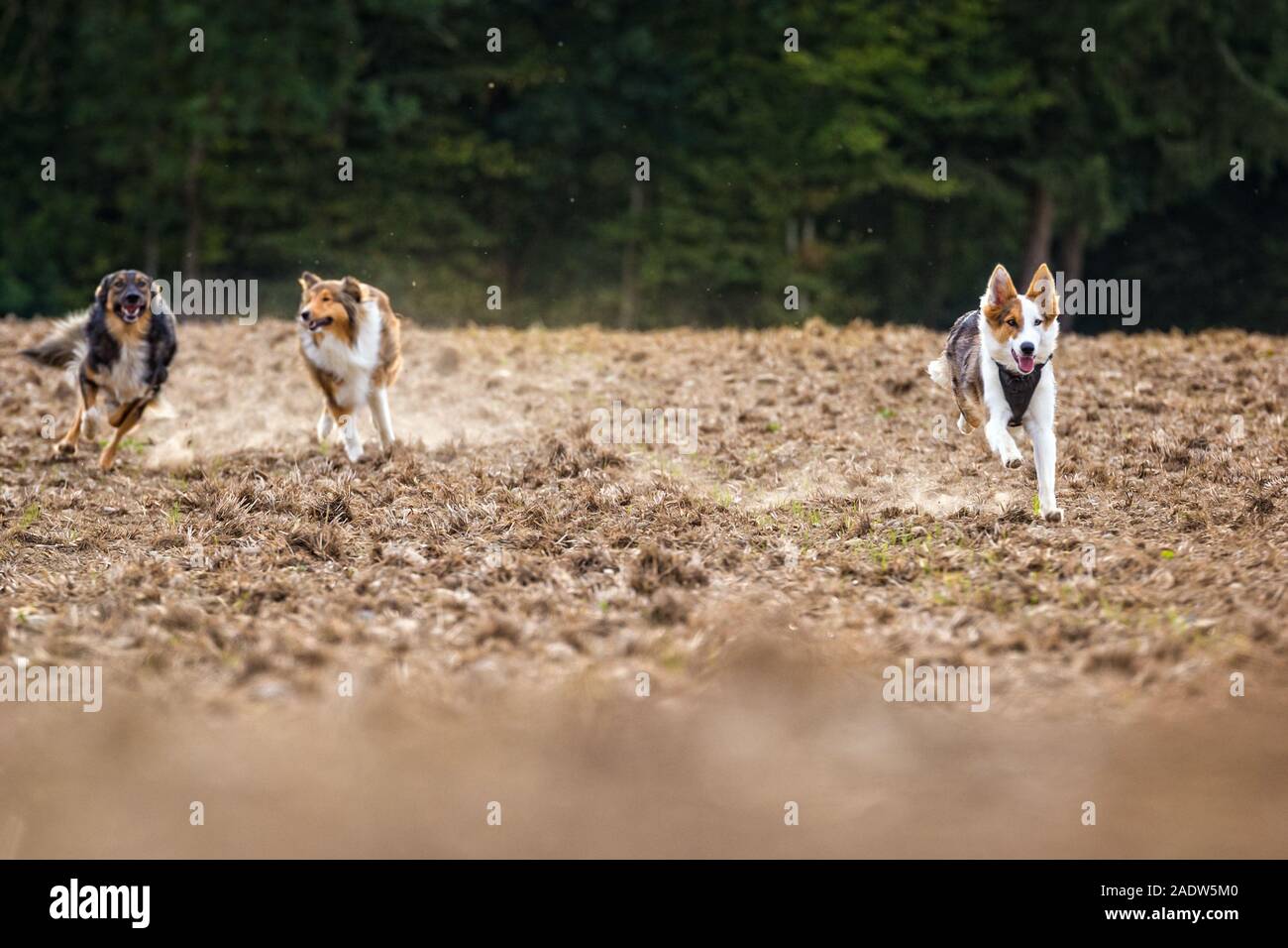 A pack of dogs running over a field, appropriatly walk with the pets Stock Photo