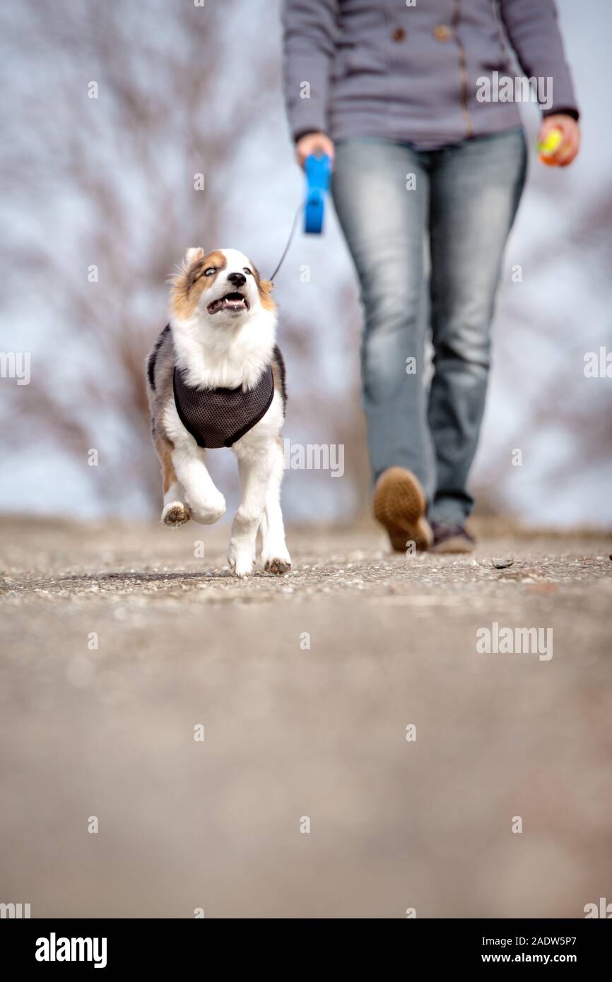 woman is doing a walk with her puppy dog, while the pet is kept on a lash Stock Photo