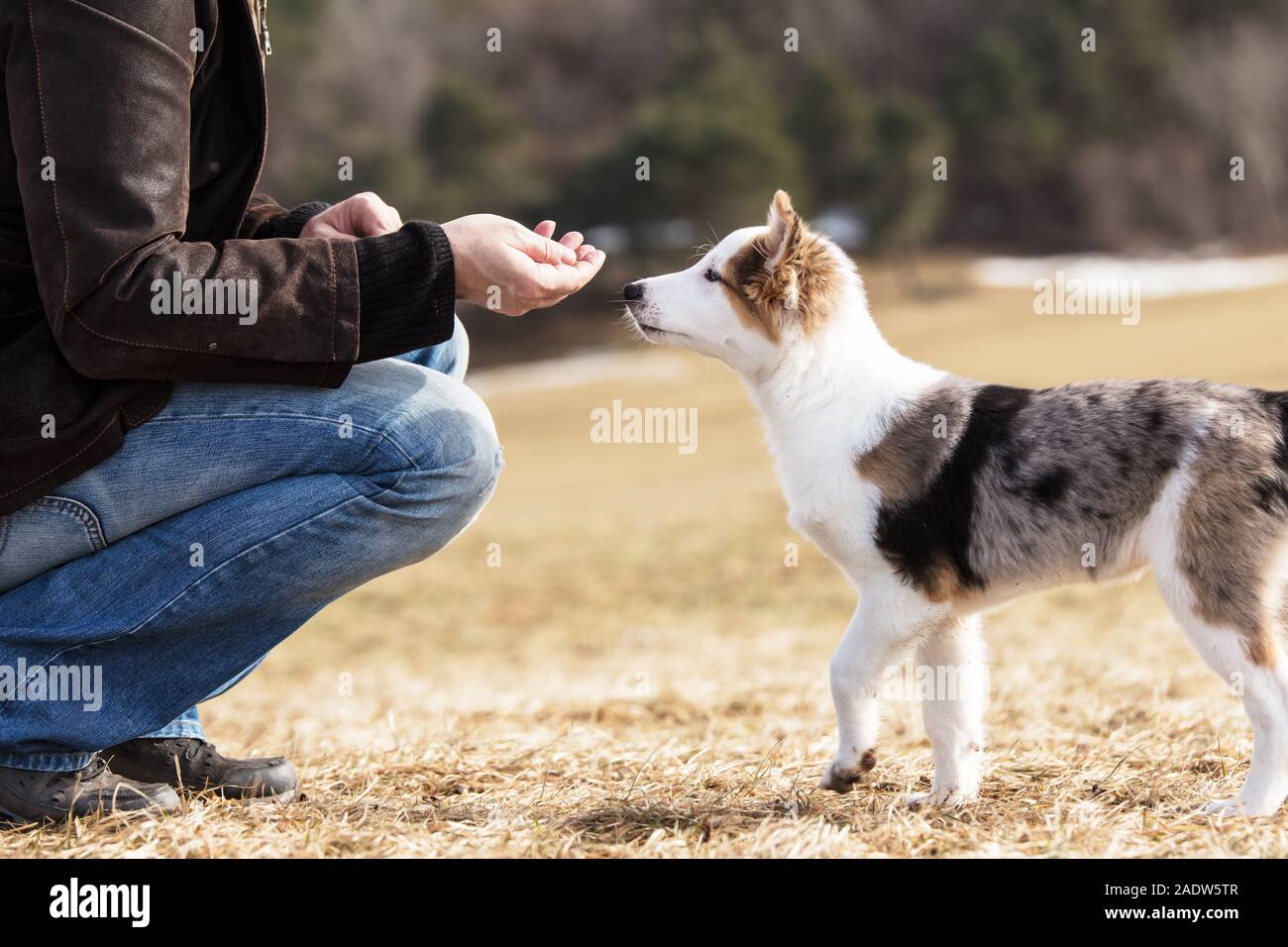 man is feeding his puppy dog, while kneeing on a meadow Stock Photo