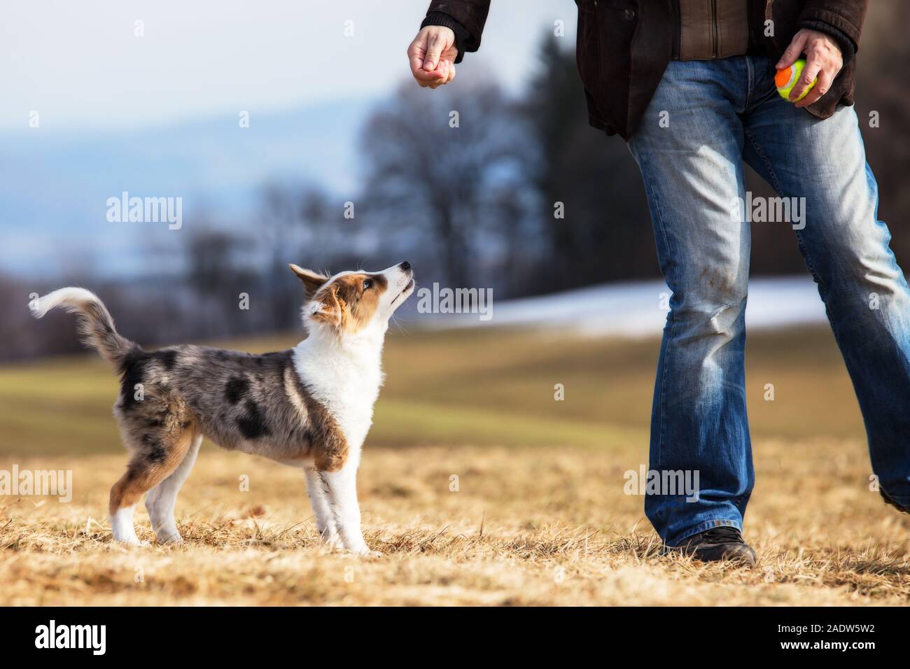man is playing with his puppy dog on a meadow with a ball Stock Photo